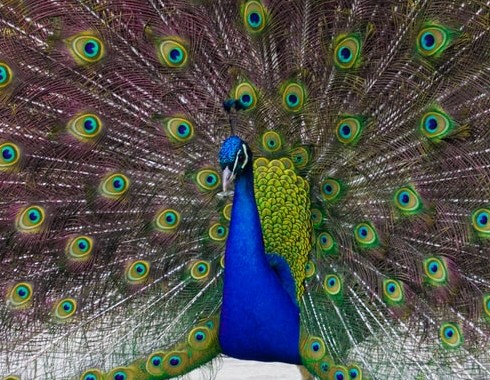 Peacock at the Botanical Gardens