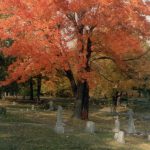tree with tombstones